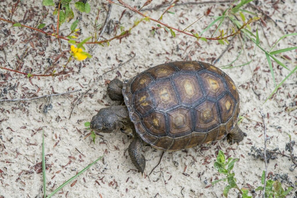 Die Schildkröten kriegen sind ein ganz besonderes Erlebnis für alt und jung.