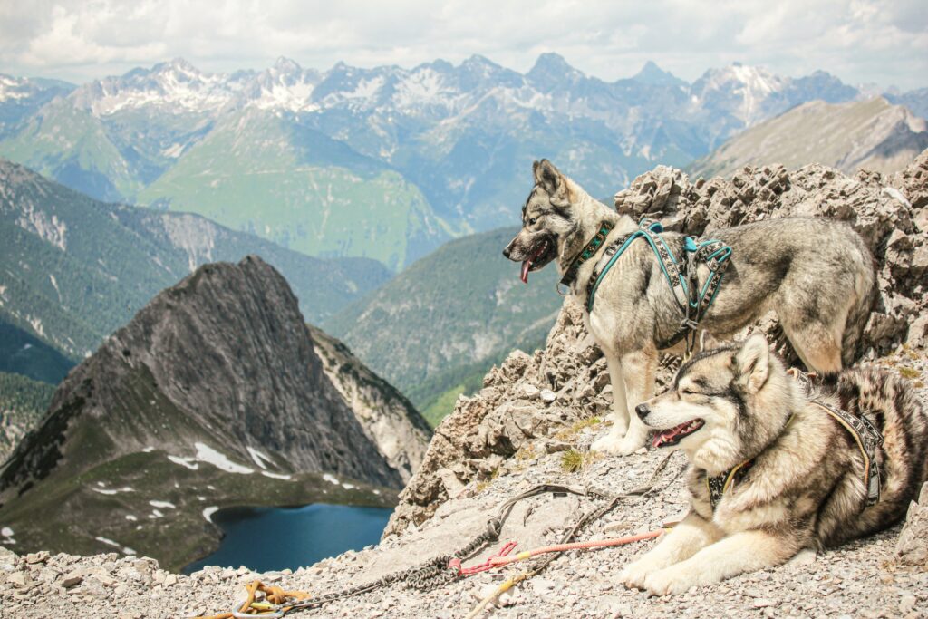 Die acht Siberian Huskys der Bergschule Lechtal in Gramais/Tiroler Lechtal sind allesamt bestens ausgebildet. Beim Husky-Erlebnistag erfahren Teilnehmer interessante Fakten über die Fellnasen.