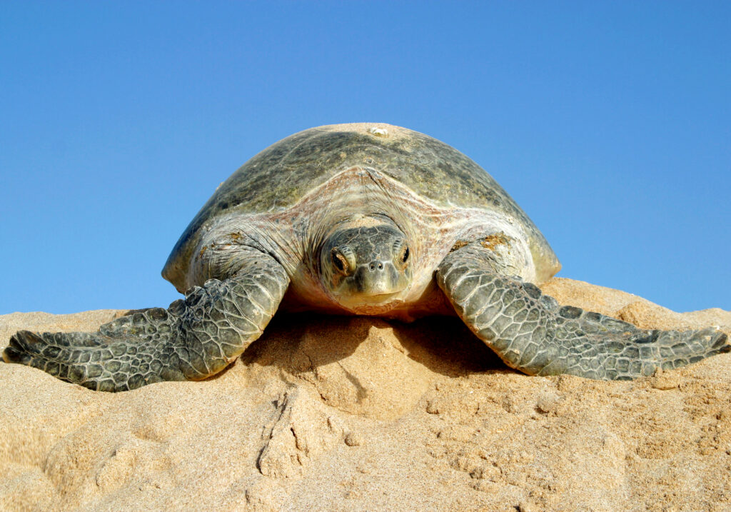 Schildkröten und andere Meeresbewohner erwarten dich im Oman.